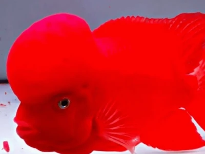 Cá La Hán Bột: Bí Quyết Chăm Sóc Và Nuôi Dưỡng Từ Chuyên Gia