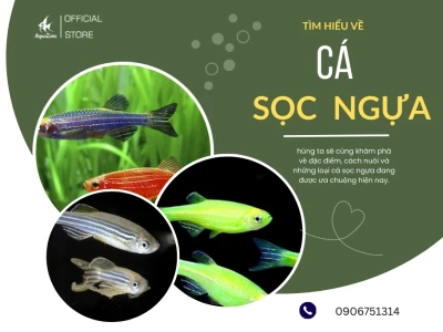 Cá Sọc Ngựa Cánh Tiên Hướng dẫn Nuôi và Chăm sóc Chi tiết