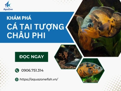 Cá Tai Tượng Châu Phi: Tuổi Thọ, Tập Tính và Cách Nuôi Chi Tiết