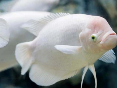 Cá Tai Tượng Khổng Lồ (Giant Gourami): Hướng Dẫn Nuôi và Thông Tin Chi Tiết