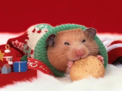 Cách Chăm Sóc Chuột Hamster Toàn Diện Cho Người Mới Bắt Đầu
