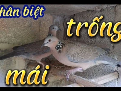 Cách Phân Biệt Cu Gáy Trống Mái Chính Xác Nhất