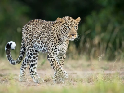 Cheetah và Báo Đốm: Đâu là Điểm Khác Biệt Giữa Hai Loài?
