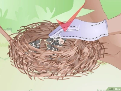 Chim Khách Ăn Gì? Khám Phá Chế Độ Dinh Dưỡng Cho Chim Cảnh