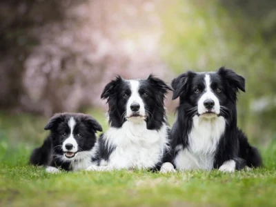 Chó Border Collie Bao Nhiêu Tiền Một Con Năm 2026? Giá Bán và Kinh Nghiệm Nuôi