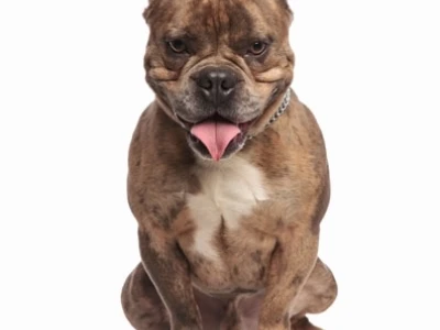 Chó Bully là giống chó gì nguồn gốc đặc điểm và giá bán