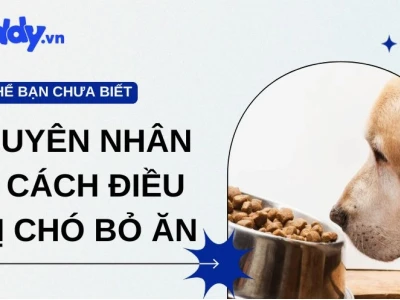 Chó con bị ốm không chịu ăn: Nguyên nhân và giải pháp hiệu quả