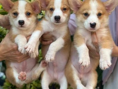 Chó Corgi Đà Nẵng: Hướng dẫn chọn mua và chăm sóc toàn diện