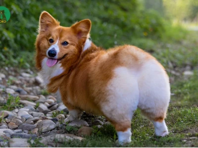 Chó Corgi: Khám phá nguồn gốc, đặc điểm và cách chăm sóc