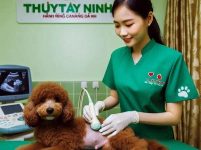 Chó Đực Bị Chảy Mủ Vùng Kín: Nguyên Nhân, Triệu Chứng và Cách Xử Lý