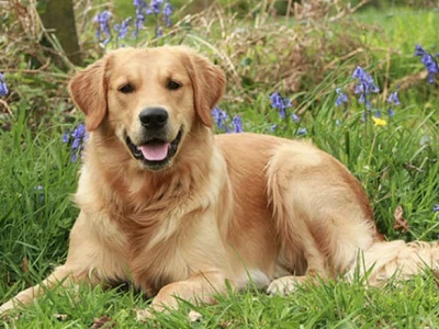 Chó Golden Retriever: Người bạn Vàng thông minh, thân thiện và đáng yêu