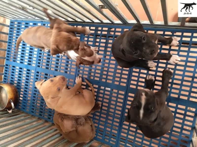 Chó Pitbull: Nguồn Gốc, Đặc Điểm Ngoại Hình và Tính Cách