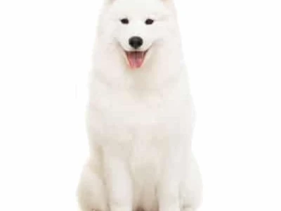 Chó Samoyed Giá Bao Nhiêu? Cẩm Nang Toàn Diện 2026