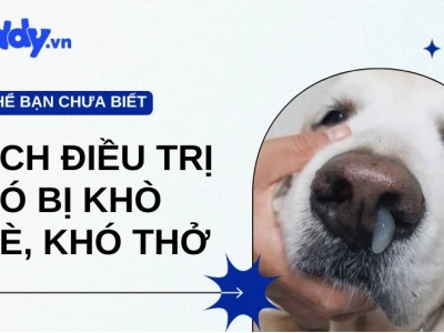 Chó Thở Khò Khè: Nguyên Nhân, Triệu Chứng và Cách Xử Lý Hiệu Quả
