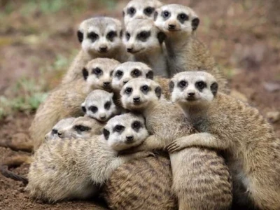 Chồn đất Meerkat: Loài vật đáng yêu với cuộc sống xã hội phức tạp