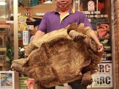 Chuồng nuôi rùa Sulcata tiêu chuẩn 2026: Hướng dẫn chi tiết