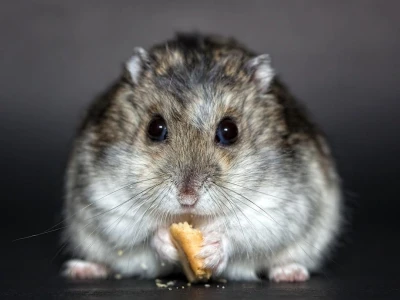 Chuột Hamster To Lớn: Khám Phá Các Giống, Kích Thước Và Cách Chăm Sóc
