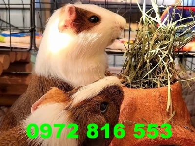 Chuột lang không nên ăn gì? Những thực phẩm 'cấm kỵ' cần tránh