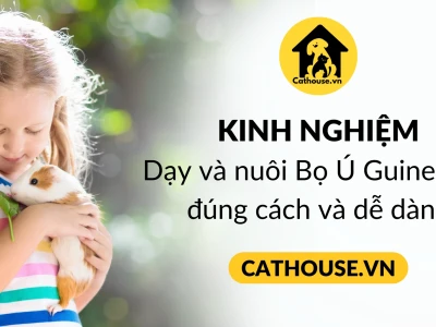 Chuột Lang Peru: Bí ẩn loài vật cưng độc đáo bạn cần biết