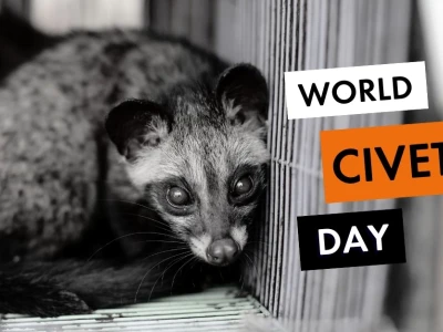 Civet Cat: Khám Phá Loài Động Vật Bí Ẩn Đằng Sau Cà Phê Đặc Biệt