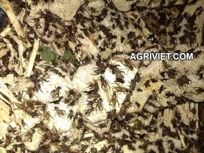 Dế chó là con gì? Đặc điểm, tập tính và môi trường sống