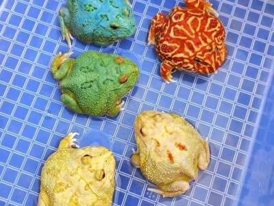 Ếch Pacman Những Điều Cần Biết Trước Khi Nuôi