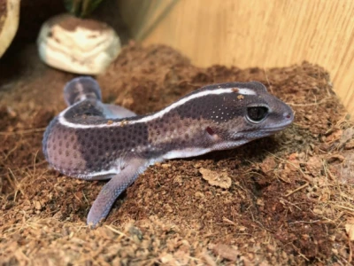 Fat Tail Gecko Loài Thằn Lằn Đuôi Béo Dễ Thương Cho Người Mới Bắt Đầu