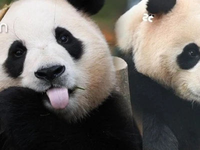 Fubao: Hành trình "công chúa" gấu trúc và những giọt nước mắt chia xa