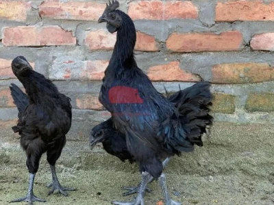 Gà Indo Mặt Quỷ: Nguồn Gốc, Đặc Điểm và Kỹ Thuật Nuôi