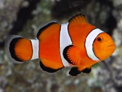 Giá Cá Nemo Bao Nhiêu Tiền Một Con? Hướng Dẫn Nuôi Cá Hề Chuẩn