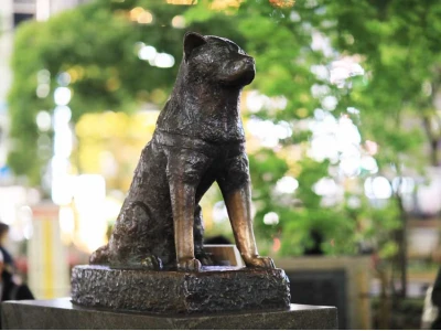Hachiko Chú chó trung thành và câu chuyện cảm động đi vào huyền thoại