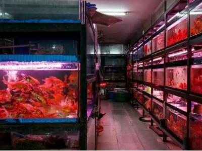 Khám phá các tiệm cá cảnh Thủ Đức uy tín và chất lượng nhất 2026