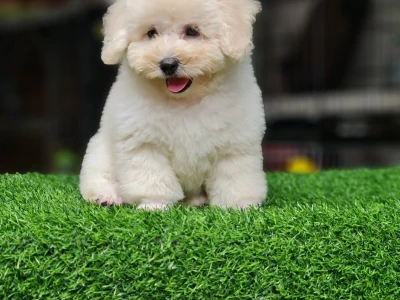 Khám phá chó Poodle trắng: Đặc điểm, cách chăm sóc và những lưu ý quan trọng