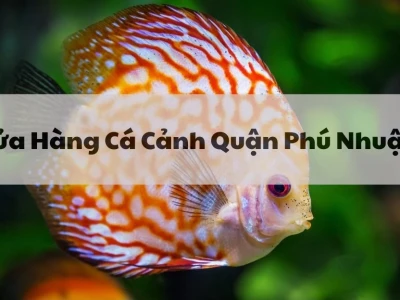 Khám Phá Cửa Hàng Cá Cảnh Gần Đây Nhất và Uy Tín Nhất Năm 2026