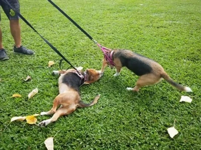 Khám Phá Giống Chó Bulldog: Đặc Điểm, Tính Cách và Cách Nuôi Dưỡng