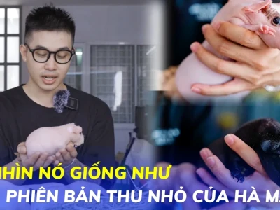 Khám phá Hà Mã Mini: Thú cưng độc đáo, chi phí nuôi và cách chăm sóc