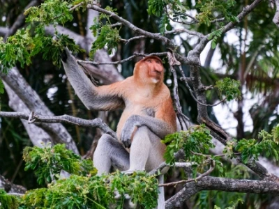 Khám phá Khỉ mũi dài: Loài 'xấu nhất hành tinh' độc đáo ở Borneo