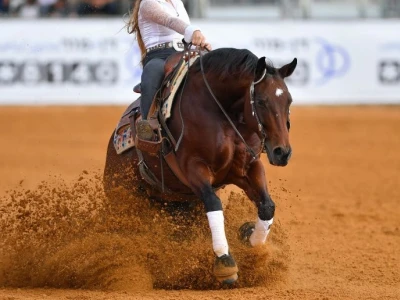 Khám phá Quarter Horse: Giống Ngựa Tuyệt Vời Cho Mọi Lĩnh Vực