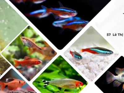 Khám phá thế giới cá betta đẹp nhất: Các loài ấn tượng và cách chăm sóc