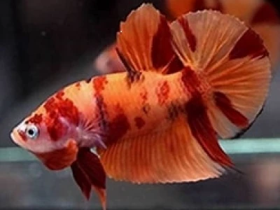 Khám phá thế giới cá Betta Nemo: Vẻ đẹp độc đáo và cách chăm sóc