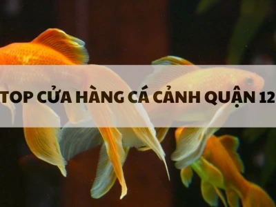 Khám phá thế giới cá cảnh đa dạng tại shop bán cá cảnh uy tín