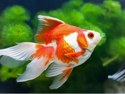 Khám phá thế giới cá cảnh mini: Lựa chọn hoàn hảo cho bể thủy sinh nhỏ