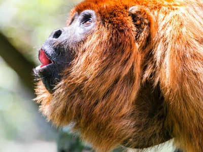 Khám Phá Thế Giới Khỉ Howler: Loài Vượn Ồn Ào Nhất Châu Mỹ