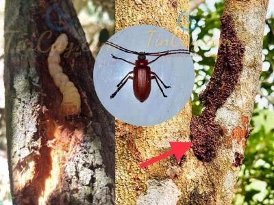 Khám phá thế giới loài xén tóc: Đặc điểm, vòng đời và vai trò trong hệ sinh thái Việt Nam