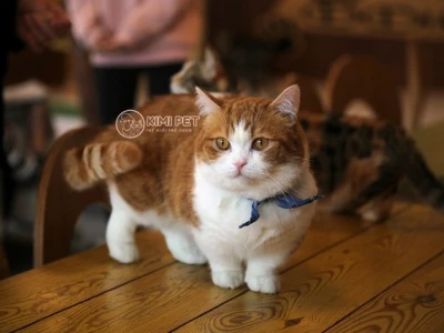 Khám phá thế giới mèo dễ thương nhất và những hình ảnh đáng yêu khó cưỡng