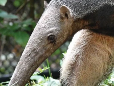 Kiến Thức Toàn Diện Về Loài Kì Đà Khổng Lồ (Giant Anteater)