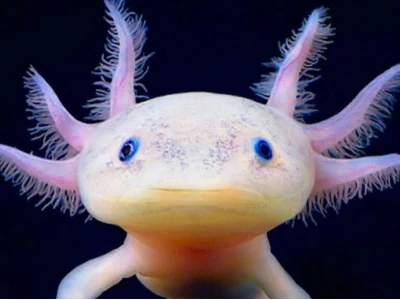 Kỳ Nhông Mexico Ăn Gì? Hướng Dẫn Nuôi Axolotl Chuẩn Khoa Học 2026