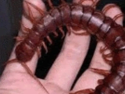 Kỹ thuật nuôi rết đơn giản hiệu quả tại nhà