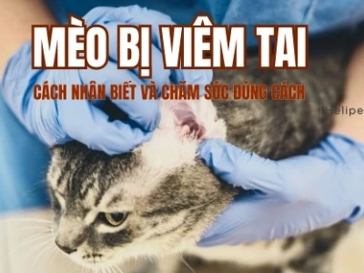 Mèo bị nấm tai: Nguyên nhân, triệu chứng và cách điều trị hiệu quả
