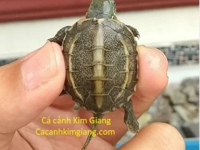 Mua Rùa Cảnh Mini: Hướng Dẫn Chọn Lựa và Chăm Sóc Toàn Diện 2026